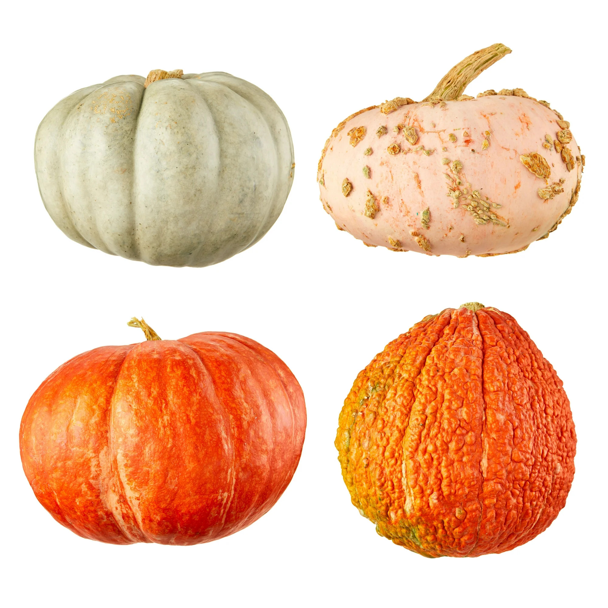 Autumn Pumpkins, Each (Color and Variety May Vary) | Walmart (US)