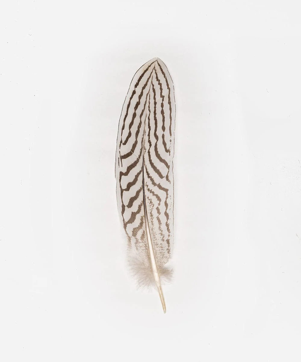 Silver Pheasant Tail Hat Feather | Gigi Pip