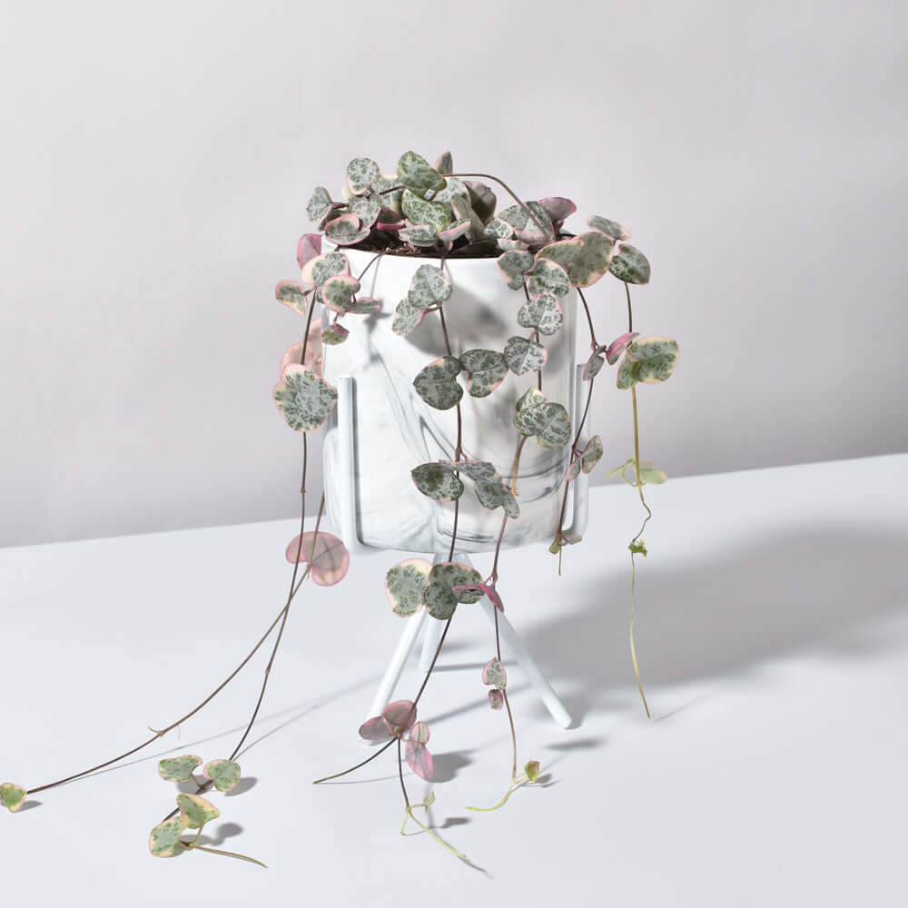 Variegated String of Hearts Trailing Pink Succulent Ceropegia Woodii Var. | Verdant Lyfe