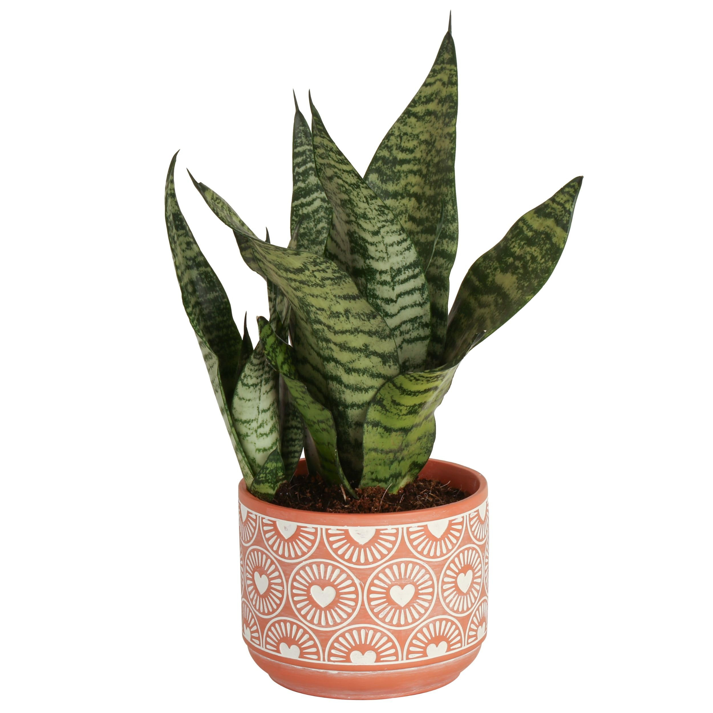 Costa Farms Snake, Sansevieria Mother-In-Law's Tongue in Mid-Century Modern Planter Stand Fits on... | Amazon (US)