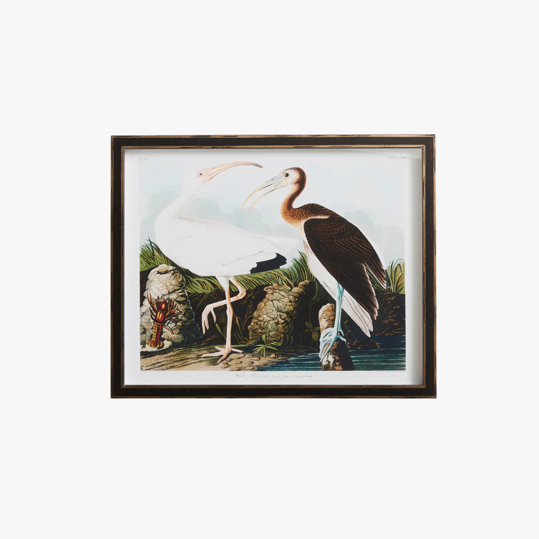 White Ibis Bookplate Print | Dear Keaton