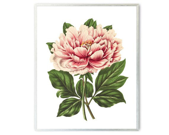 Peony Art Printable Pink Tree Peony Vintage Flower | Etsy | Etsy (US)