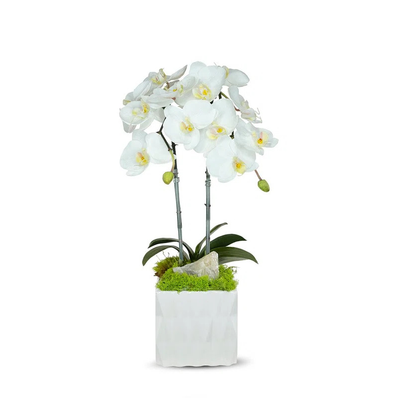 Orchid Arrangement in Vase | Wayfair North America
