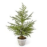 K&K Interiors 54290B 28 Inch Norfolk Pine Tree in Gray Pot, Green | Amazon (US)