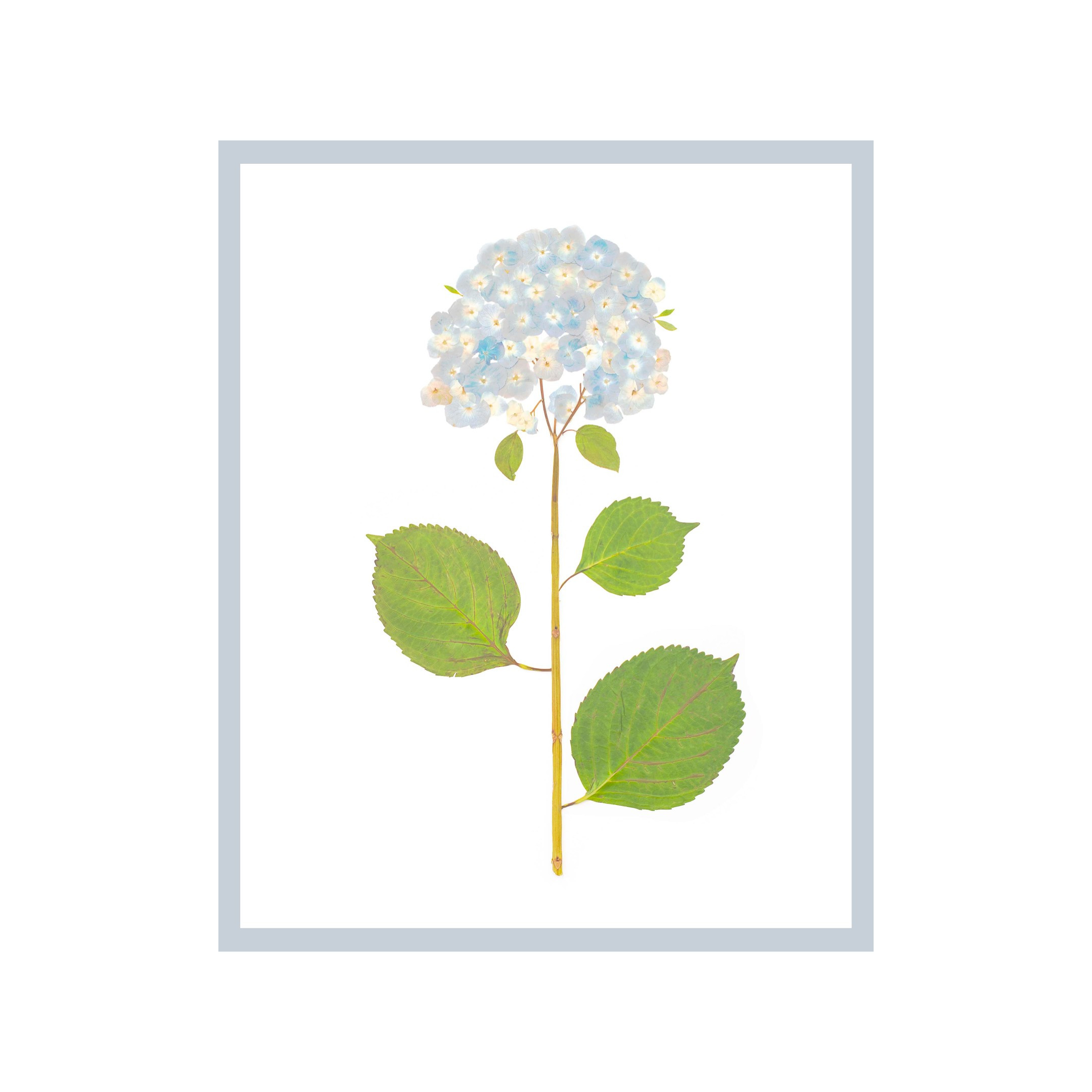 Live Hydrangea Single | Urban Garden Prints