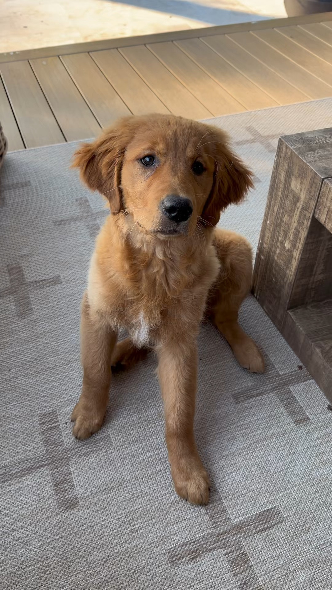 Lil run to @petco w/ Kash for some puppy staples we absolutely love!!!! 🐾 one of our favorite stops for all of our faves! 

#PetcoPartner / dog mama / golden retriever faves / puppy / Holley Gabrielle 

#LTKKids #LTKActive