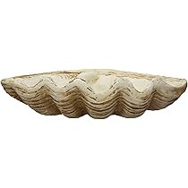 Coastal Decorative Magnesia Clamshell, Natural | Amazon (US)