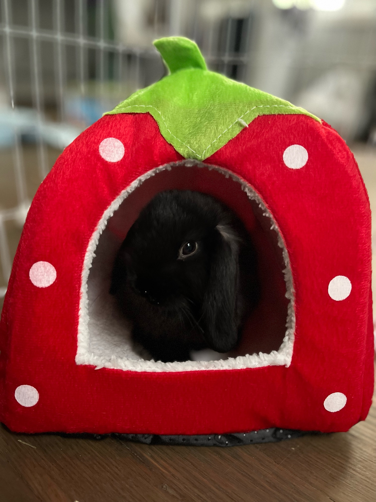 🍓 berry cute 🍓 kite loves his little strawberry hideaway! We got it an lots of other goodies on Amazon 

#LTKSeasonal #LTKhome #LTKfamily