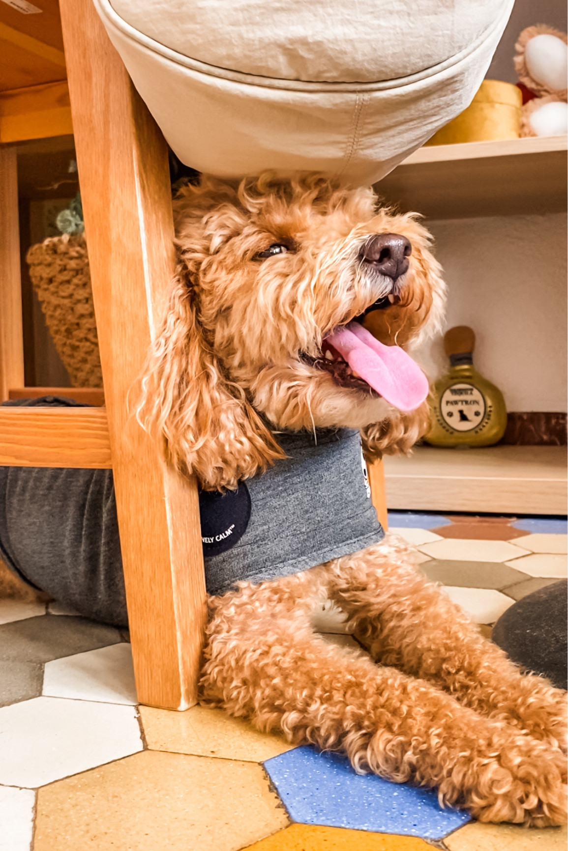 Thunder shirt for your dog to help reduce anxiety! #dog #anxiety #dogs 

#LTKfindsunder50 #LTKfamily