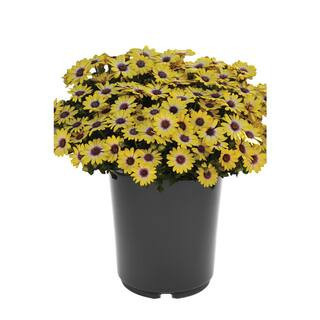 2.5 qt. Annual Osteospermum Blue Eyed Beauty | The Home Depot