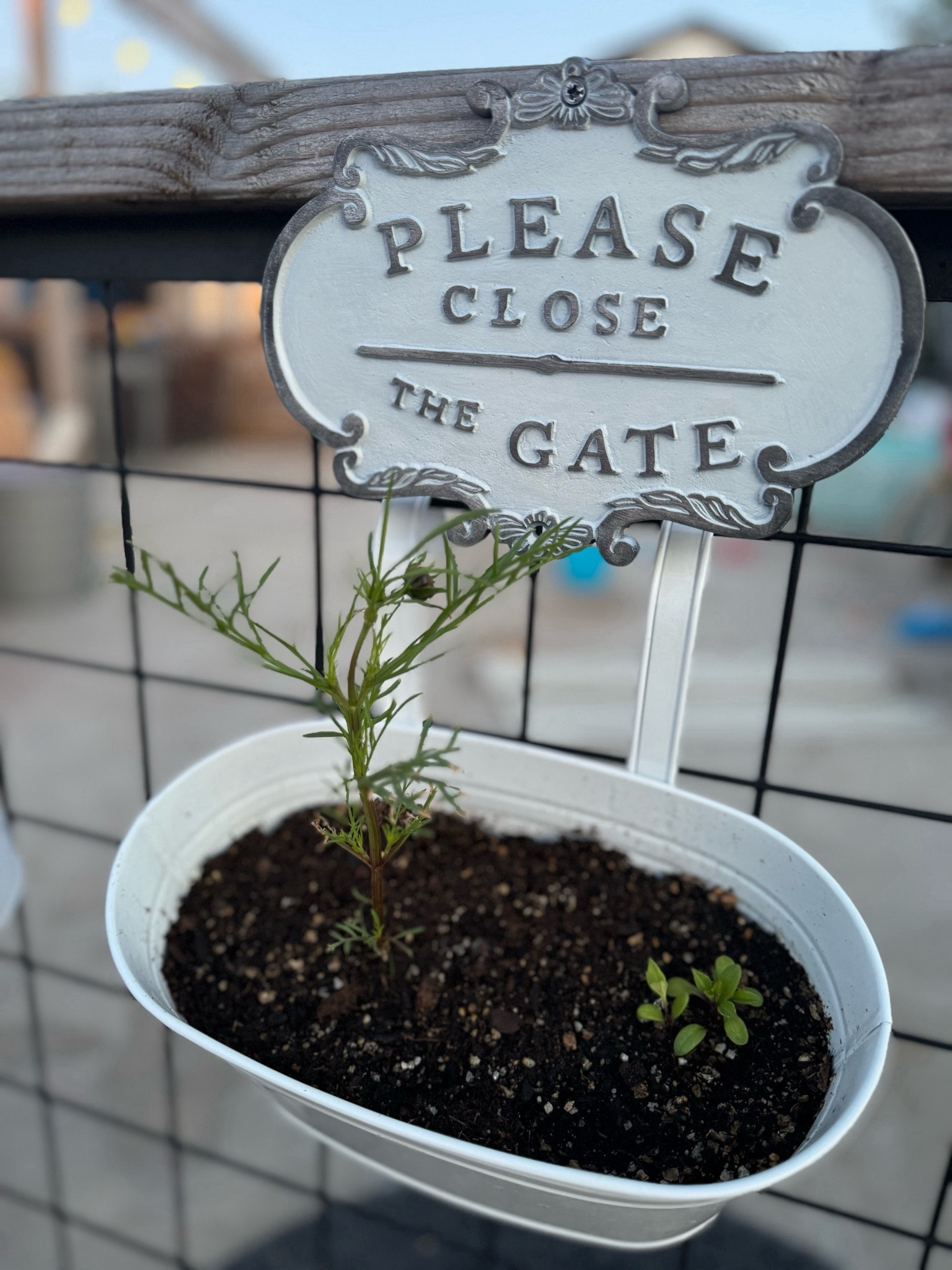 Cutest garden gate sign! I linked another color not sure if they sold out of white.

#LTKhome #LTKSeasonal