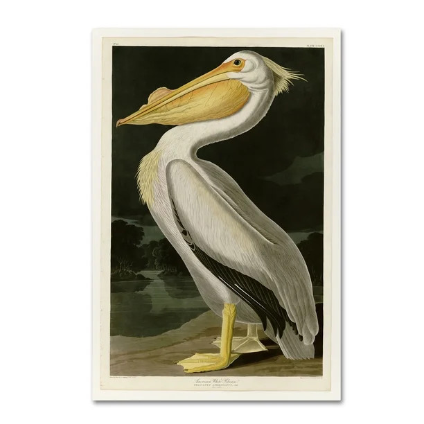 Trademark Fine Art 'American White Pelican' Canvas Art by John James Audobon | Walmart (US)