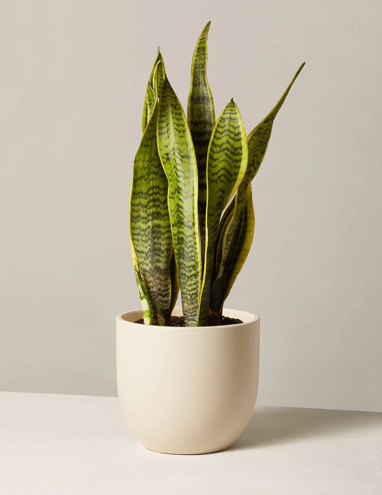 Snake Plant Laurentii | The Sill