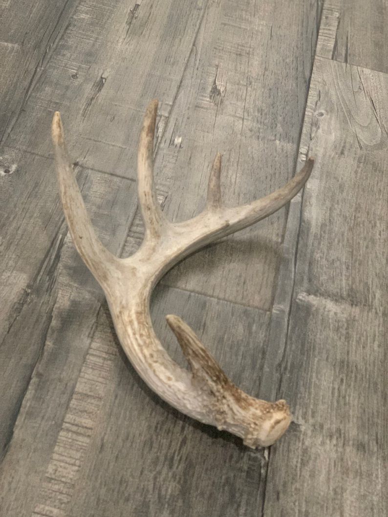 Large Whitetail Deer Antlers 2 Packs Available - Etsy | Etsy (US)