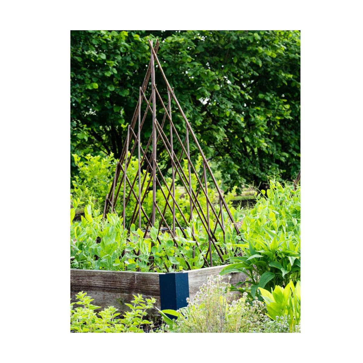 MGP Willow Expanding Teepe Trellis & Reviews | Wayfair | Wayfair North America