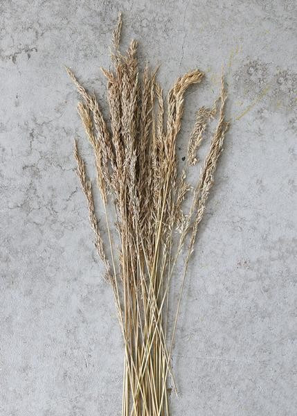 Dried Wild Oats | Afloral (US)