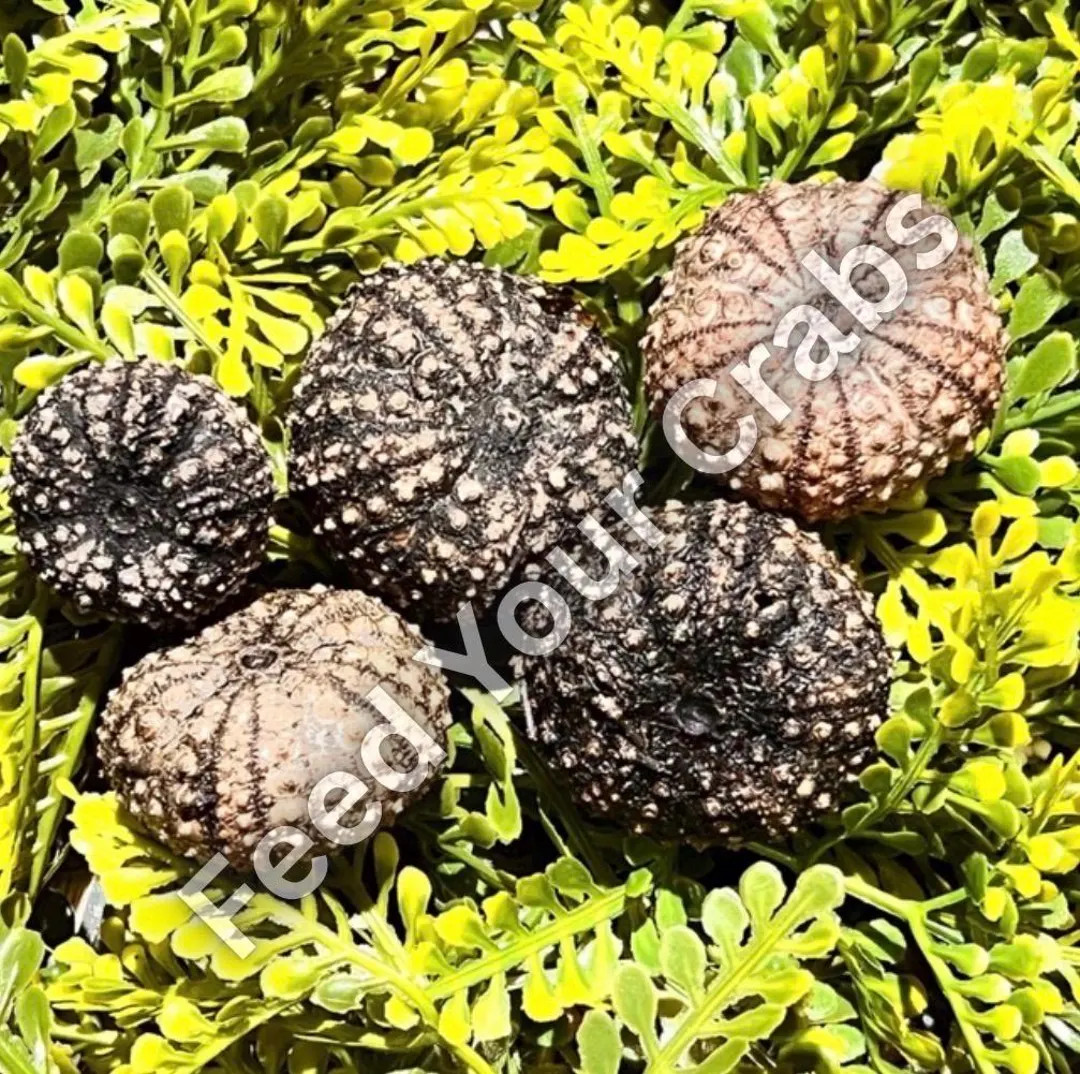 Dehydrated Black Sea Urchins - Hermit Crab Food, Natural Protein - 2 in the Pack - Etsy | Etsy (US)