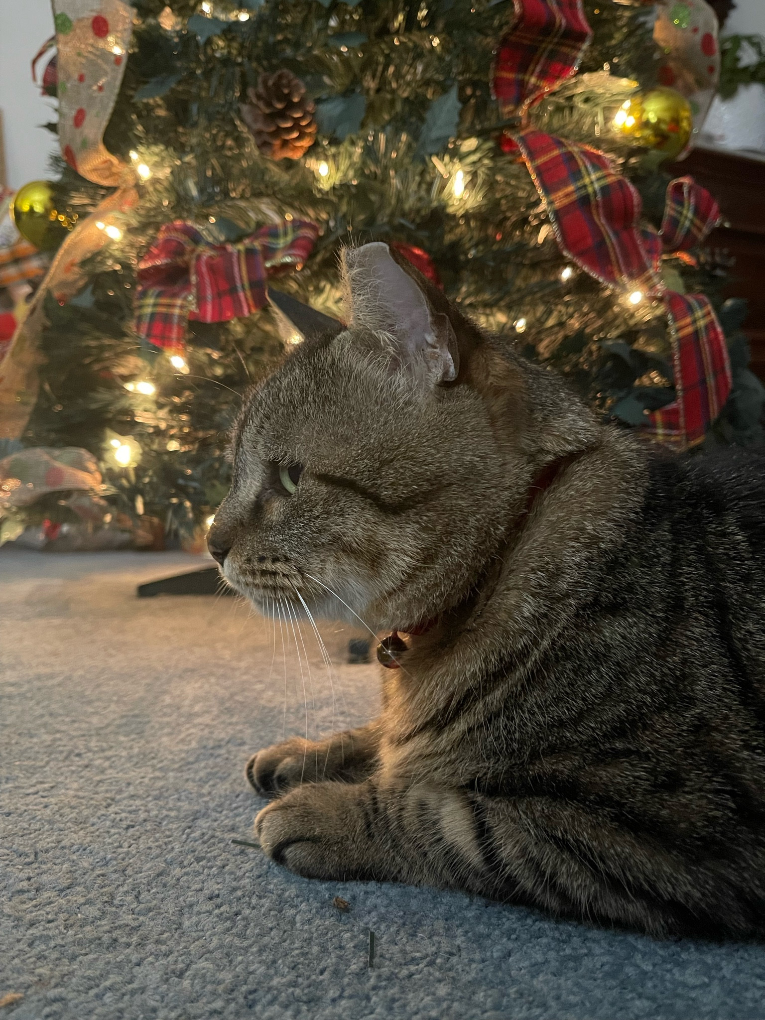 Unexpected home repairs have made this season a little bit crazy. We are having to pack up the house for demo, plans are up in the air- but we have the coziest crazy thanks to this pop up tree from @amazon Fully decorated (lights and all) and truly popped up (took less than 5 mins!) I love that I can still have Christmas with this! #invetsmentpiece 

#LTKHoliday #LTKHome #LTKStyleTip