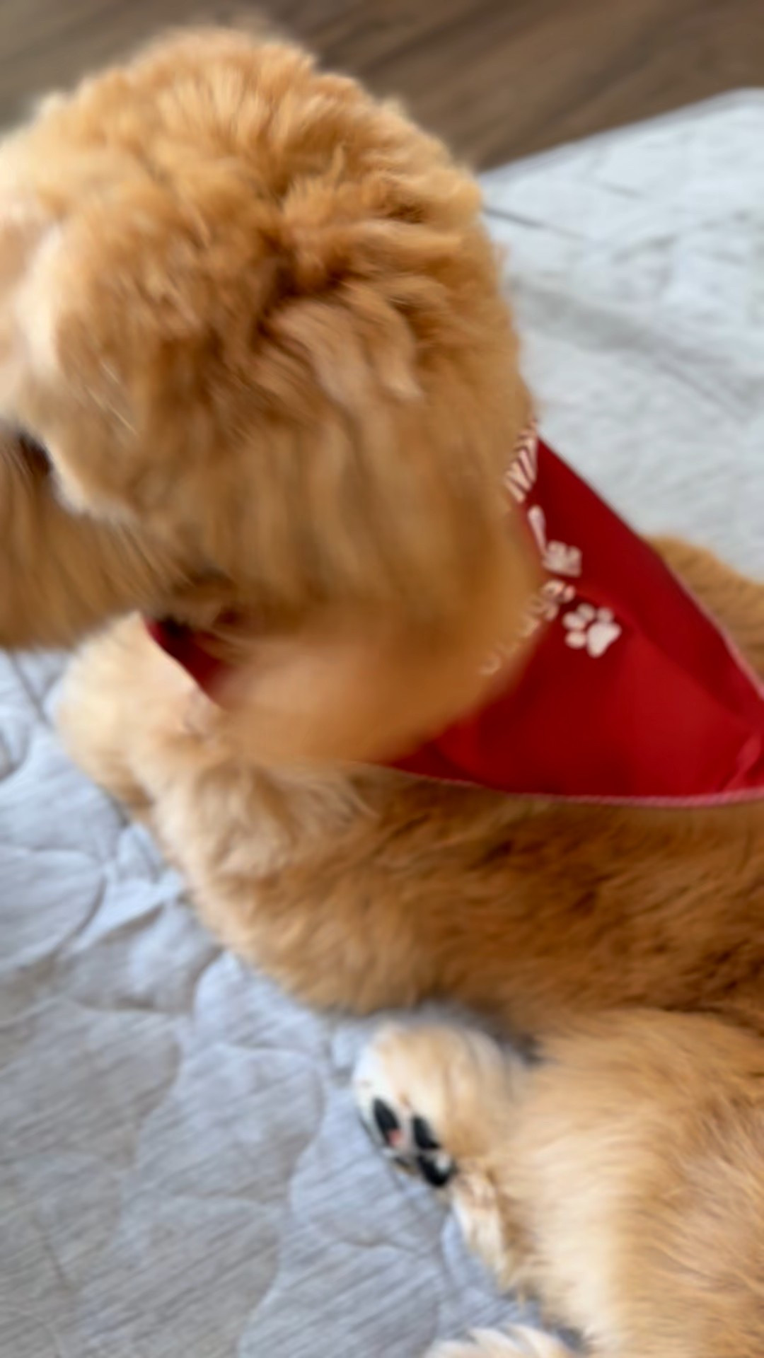 🐾 Russell’s new bandanna, “in training please don’t judge me"

#LTKPets #LTKFindsUnder50