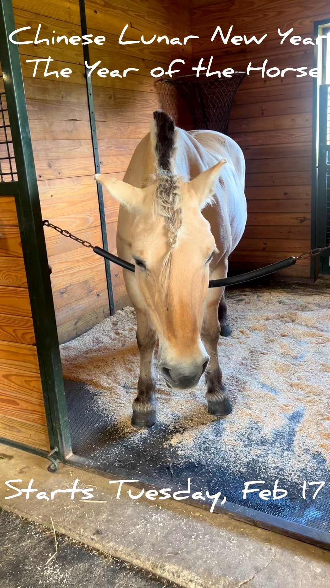 The Chinese Lunar New Year: The Year of the Horse 🐎 starts Tuesday, Feb 17, 2026. 
#yearofthehorse🐎
#chineselunarnewyear

#LTKSeasonal #LTKOver40