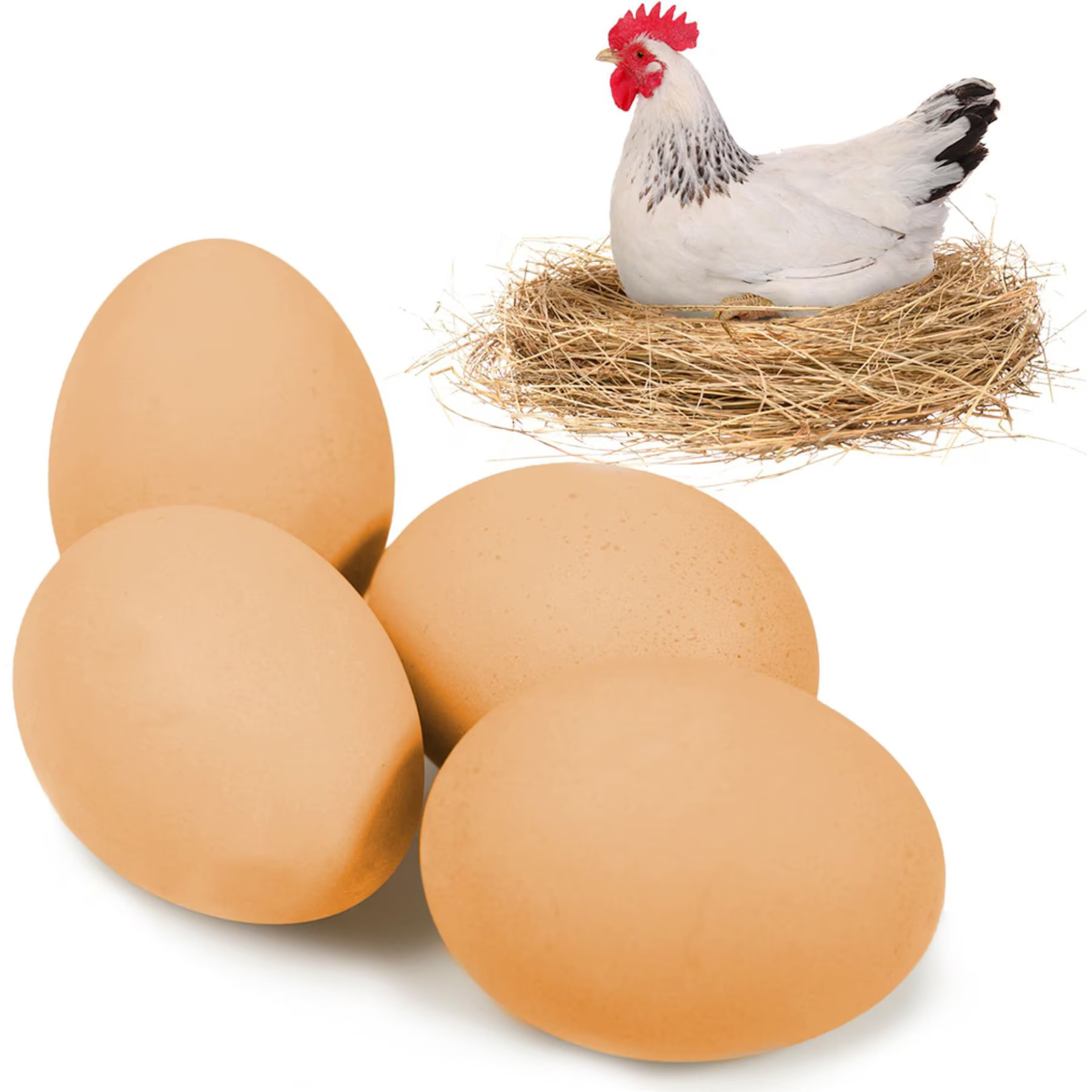 SunGrow Wooden Fake Eggs for Laying Hens in Chicken Coop Train to Lay inside Nest Box, Beige, 4 count | Chewy