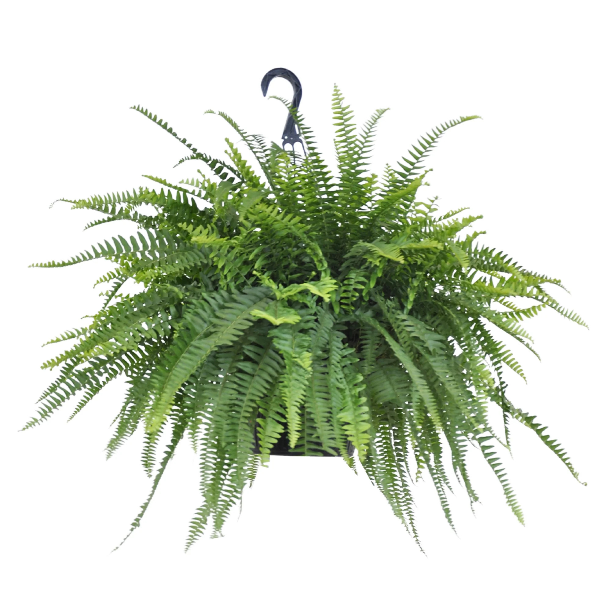 United Nursery Live Boston Fern Green Indoor Tropical Houseplant 24-28in Wide in 10in Hanging Bas... | Walmart (US)