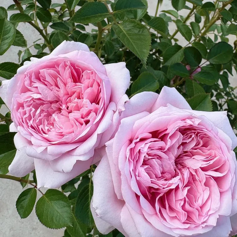 Mauritia 远古大陆 tantau Rose. Fragrance. Disease resistance. Highly recommend. | Etsy (US)