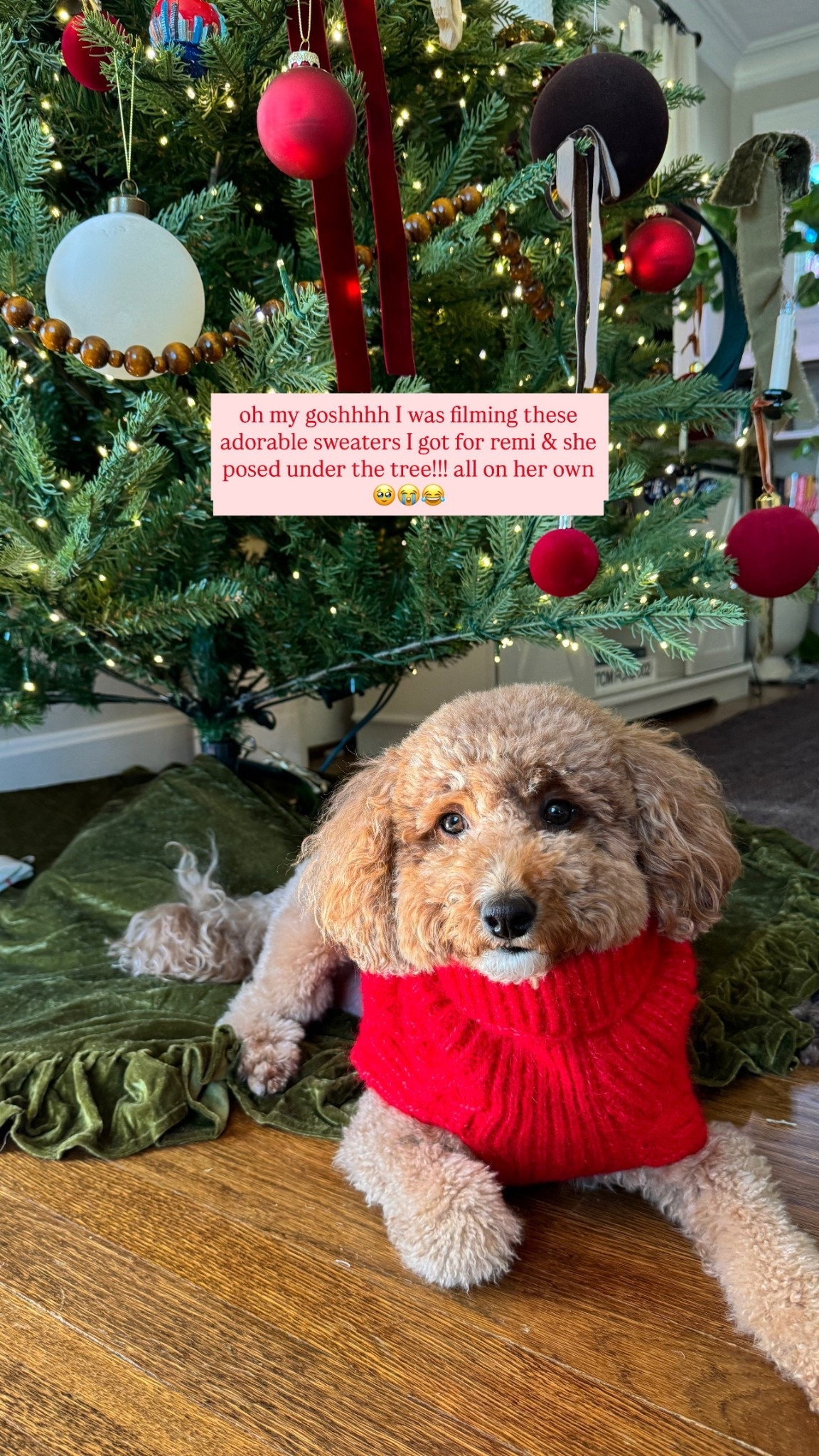 Remis red cable sweater for the holidays!

She’s 19lb and in a size medium, it does run a little big

#LTKPets #LTKHoliday