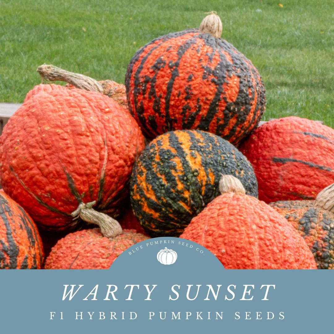 Warty Sunset F1 Pumpkin Seeds: Create a Garden Masterpiece with Red Pumpkins with Striking Patter... | Etsy (US)