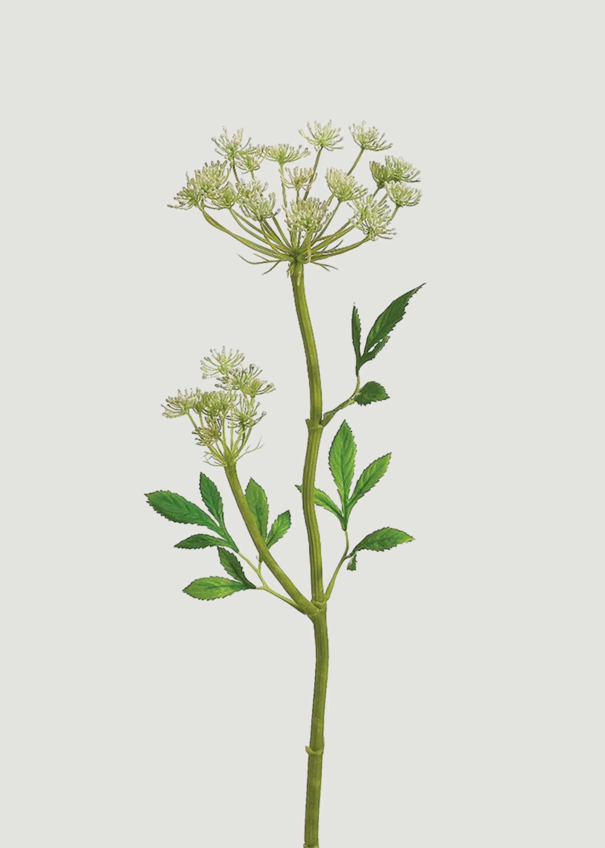Artificial Queen Anne's Lace Wildflower Stem - 24" | Afloral
