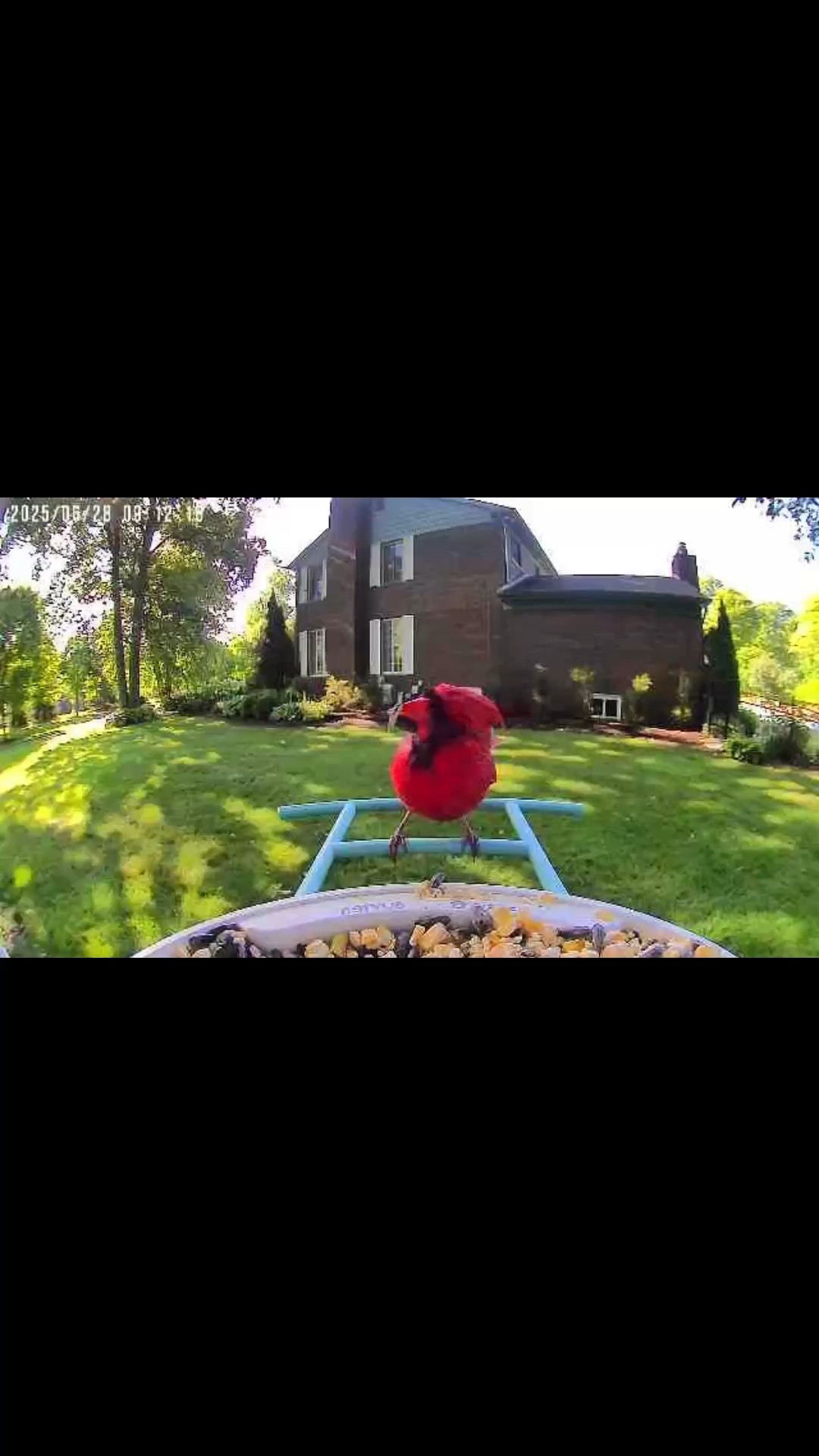 A few moments of bird Zen for your busy day 🫶… I absolutely love looking at these adorable creatures. My bird smart feeder was one of the best presents I have received. With the solar panel, you do not have to worry about replacing batteries over and over. It was pretty easy to install and there’s an app you download for connection. Even my daughter can watch them who lives in a different state.