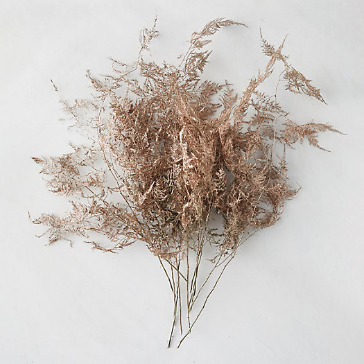 Preserved Plumosa Fern Bunch | Terrain