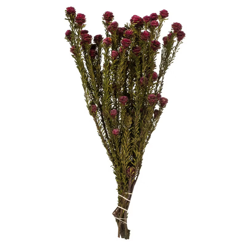 Vickerman all Natural Tortum Bundle, Female, Preserved | Target