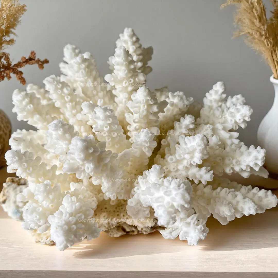 Real Coral Tree White Coral Decorative Aquarium Coral Natural Sea Coral for Home Decor Coral Deco... | Etsy (US)