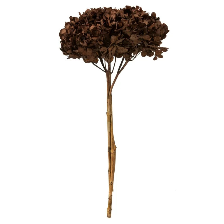 Vickerman 15" Brown Hydrangea with Multiple Branch Segments. Preserved - Walmart.com | Walmart (US)