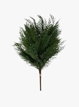 The Refined Dwelling 33 Inch Arborvitae Bundle, Artificial Greenery Stem with Realistic Textured Foliage, Faux Botanical Accent for Vases, Arrangements and Seasonal Décor | Amazon (US)