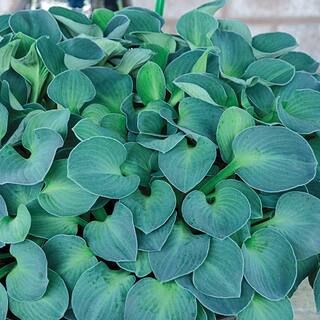 Spring Hill Nurseries Blue Mouse Ears Hosta, Live Bareroot Plant, Blue Foliage Perennial (3-Pack)... | The Home Depot