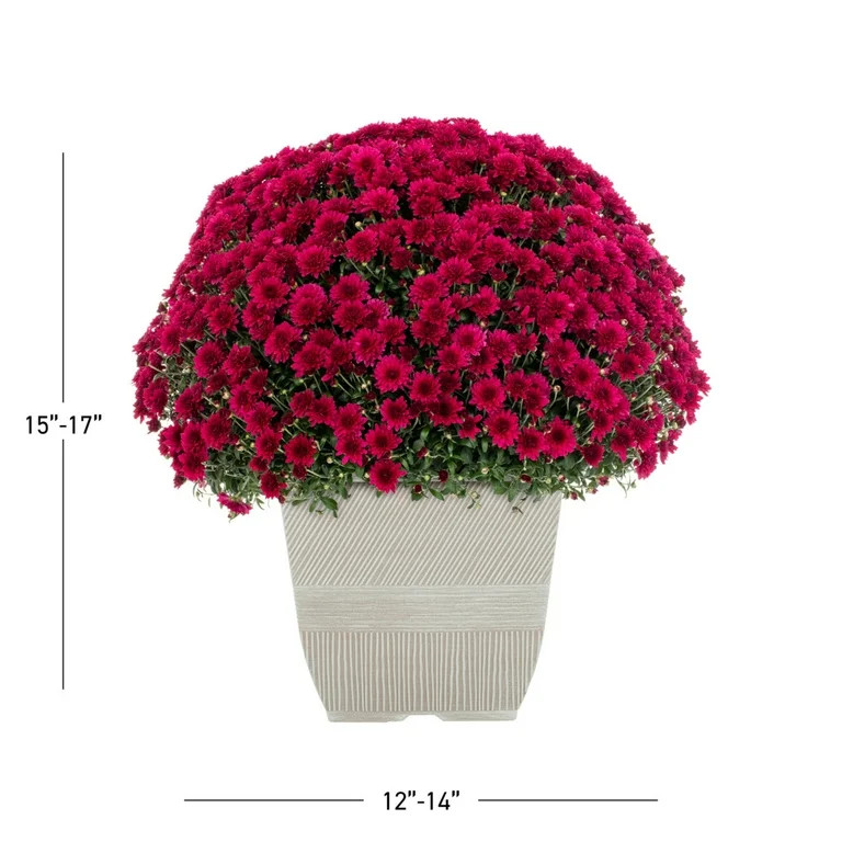 Expert Gardener 1Gal Pink Garden Chrysanthemum Plant Decorative Square Pot Sun | Walmart (US)