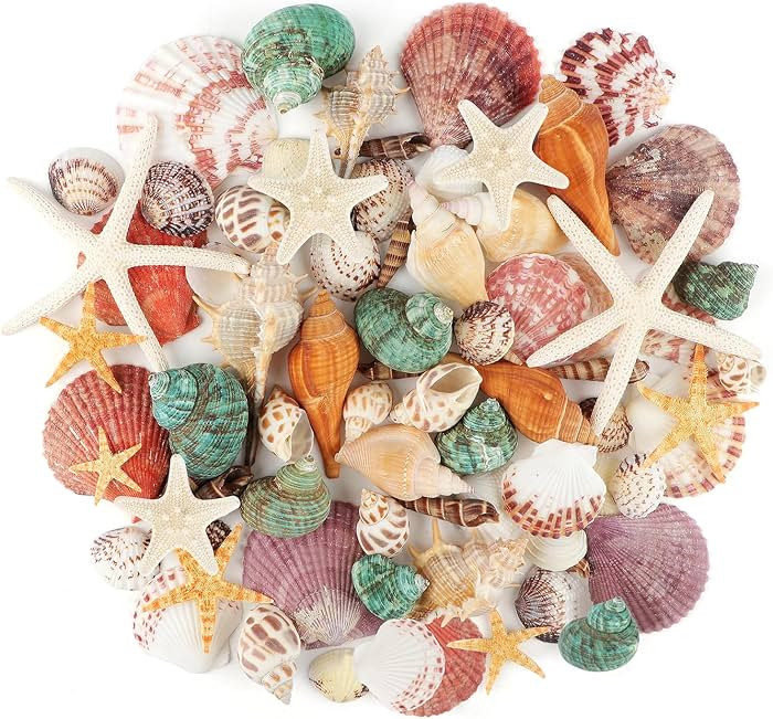 Jangostor Sea Shells Mixed Ocean Seashells, 1.2"-3.5" Various Sizes Beach Seashells and Natural S... | Amazon (US)