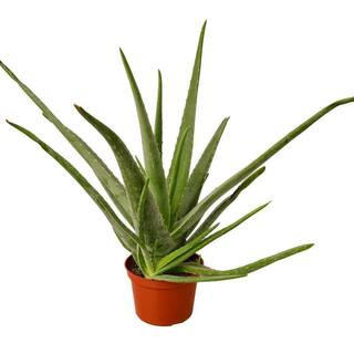 6 IN. Aloe Vera Indoor Plant in Deco Pot | The Home Depot