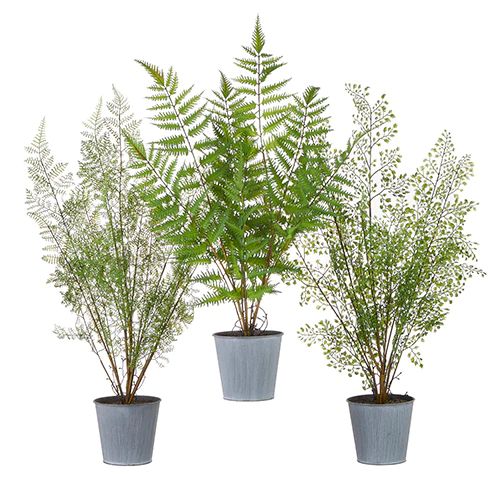 23" Potted Ferns - 3 Styles | The Nested Fig