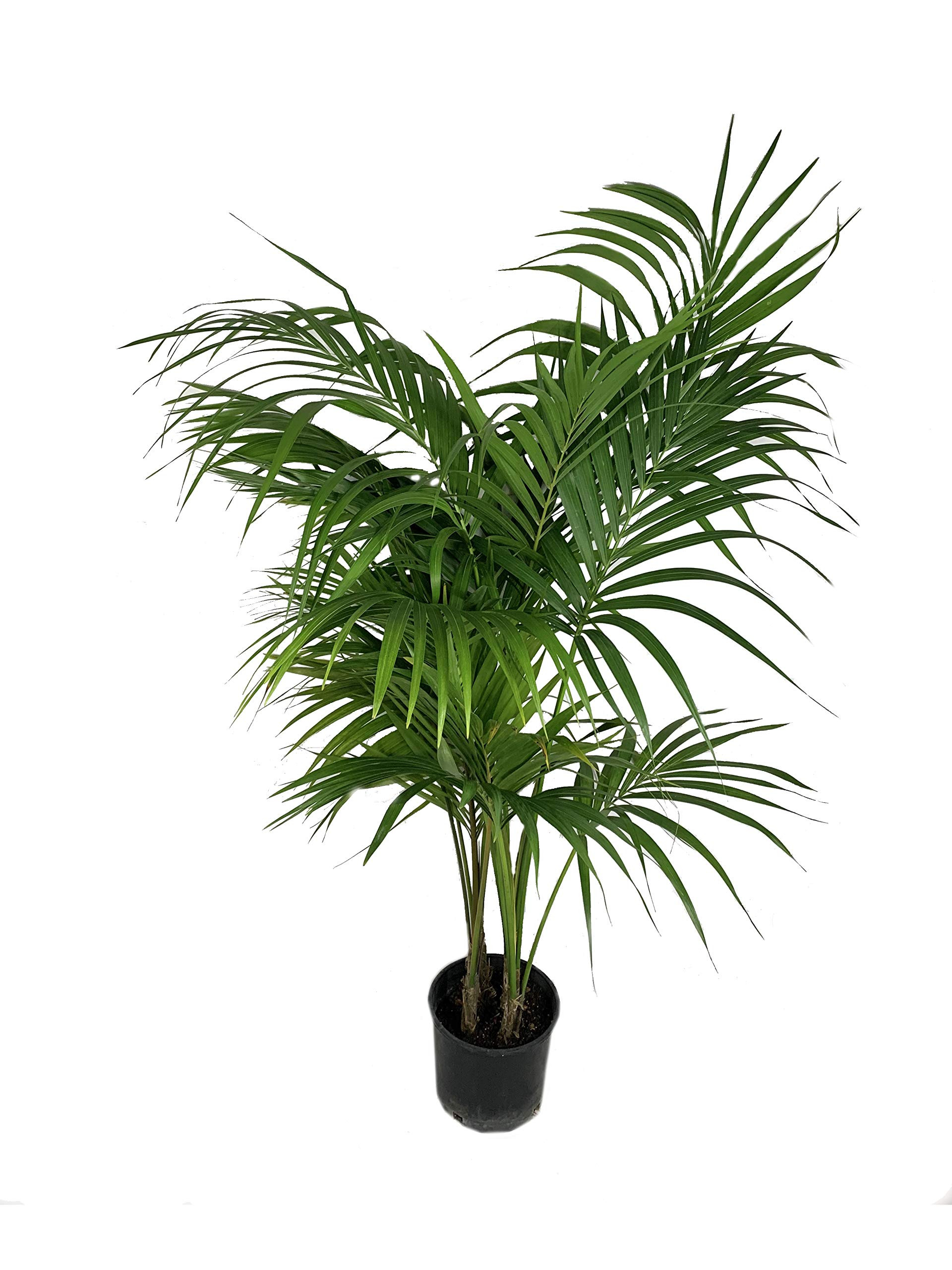 Kentia Palm - Live Plant in an 10 Inch Growers Pot - Howea Forsteriana - Beautiful Clean Air Indo... | Amazon (US)