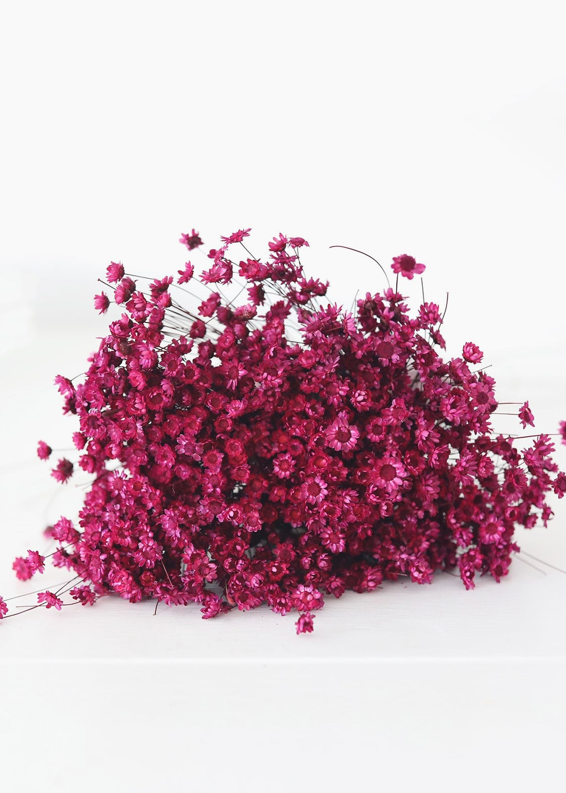 Dried Star Flower in Berry - 18-20" Tall | Afloral (US)