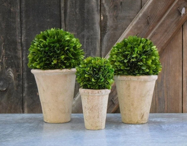 Set of 3 Preserved Boxwood Topiaries in Beige Clay Pots \u2013 Indoor Home Decor | Etsy (Global)