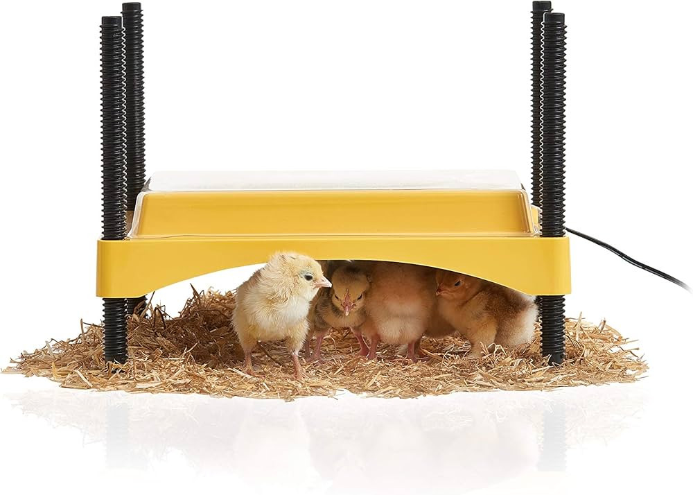 Brinsea Products Ecoglow 20 Safety 600 Brooder for Chicks Or Ducklings, Yellow/Black | Amazon (US)