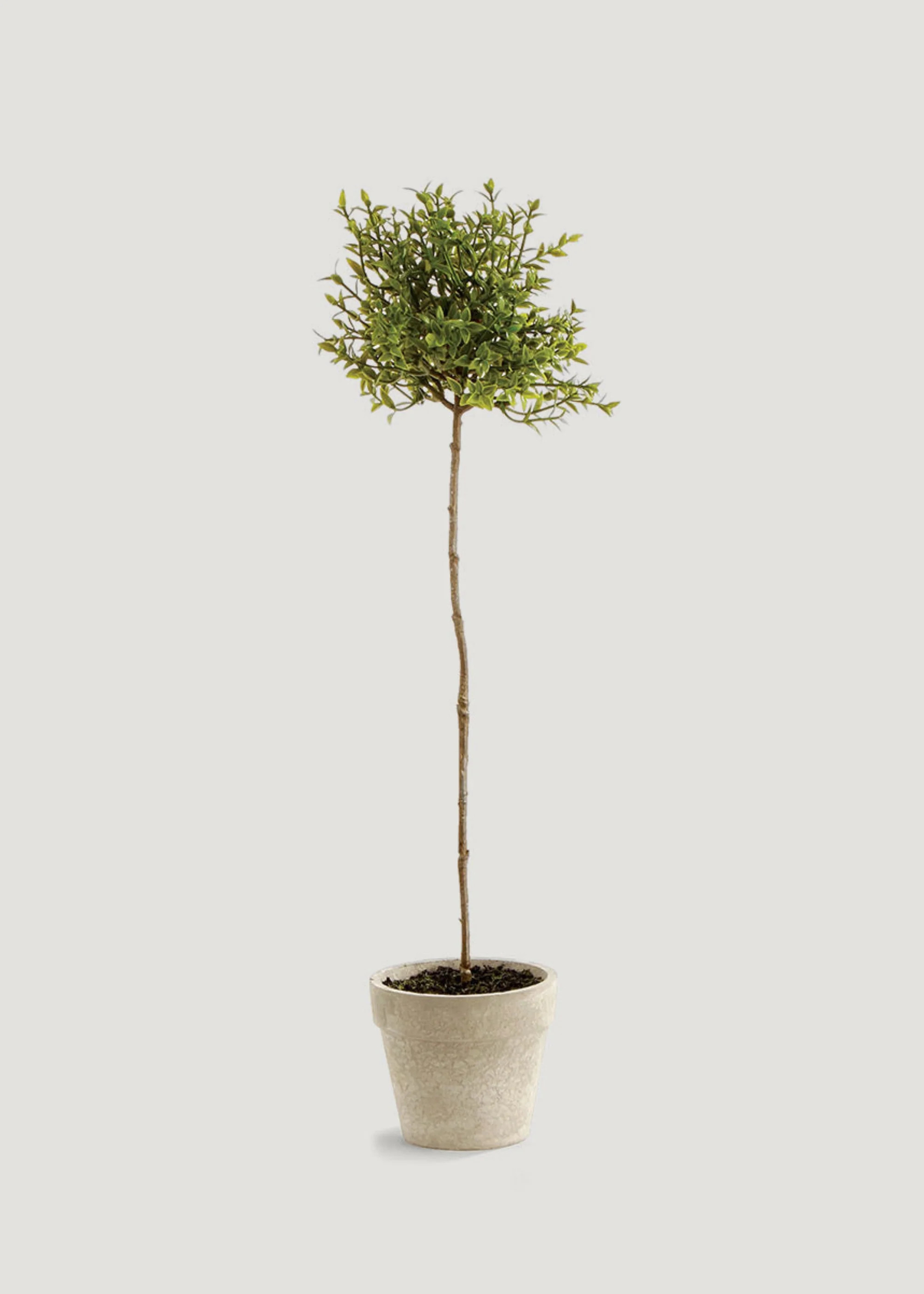 Fake Thyme Topiary in Pot | Artificial Potted Plants | Afloral | Afloral