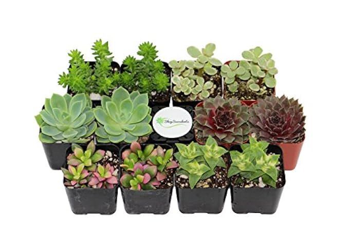 Shop Succulents Assorted Succulent (Collection of 12) | Amazon (US)