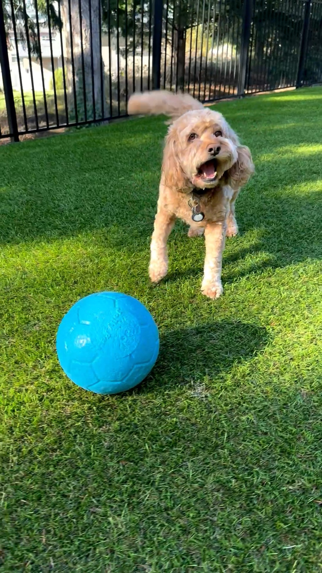 Cowboy’s New Favorite Toy! ⚽️🤠
If you have a high-energy pup like my cockapoo, Cowboy, you need the Jolly Pets Soccer Ball. It’s been a total game-changer for our backyard play sessions!
Why we love it:
• Indestructible Vibes: It’s made of JollyFlex material, so it won’t deflate even if your dog punctures it.
• Perfect Size: The large is great for Cowboy to herding and chase without it getting stuck under furniture.
• Easy Grip: The texture makes it super easy for him to carry back for, if he listens! 🤣
If your dog is a power chewer or just loves a good chase, this is a must-have.

#LTKpets | dogs | dog toy

#LTKdayinmylife #LTKActive
