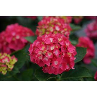 1 Gal. Wee Bit Giddy Bigleaf Hydrangea (Hydrangea Macrophylla) Live Plant, Pink Flowers | The Home Depot
