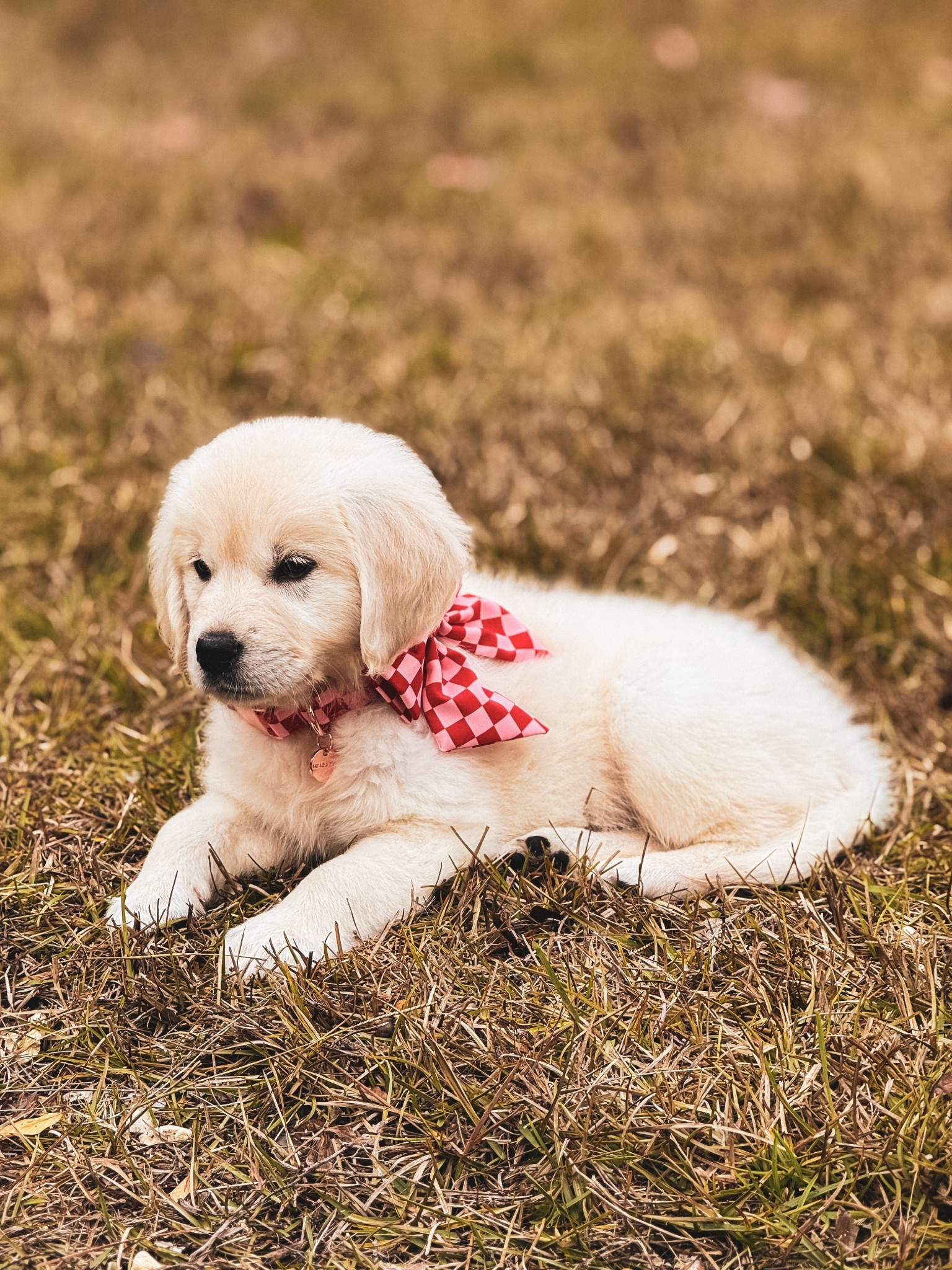 The cutest dog collar in lots of sizes and super well made!! Over 30 options to choose from! 
Puppy/ dog collar/ dog mom 

#LTKBeauty #LTKFindsUnder50 #LTKootd